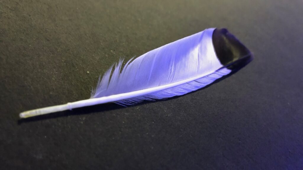 a blue feather resting on a black surface